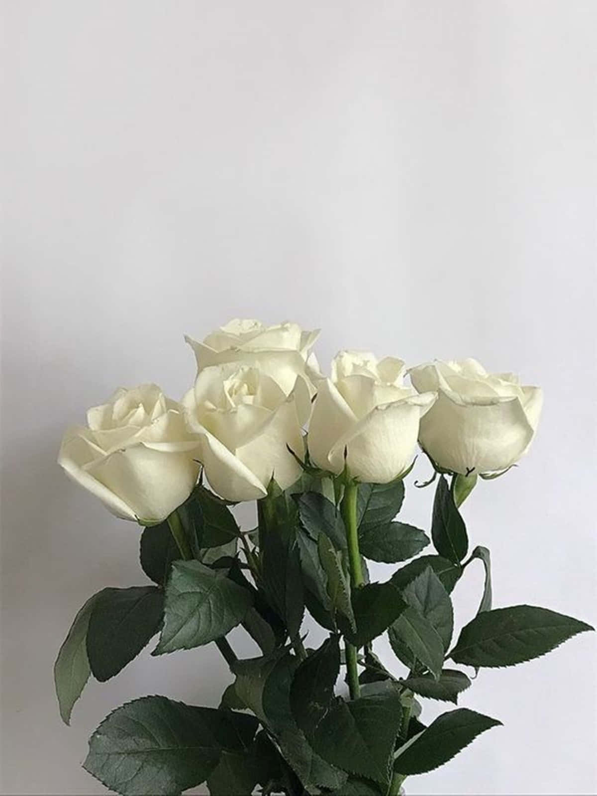 A Beautiful White Rose In Full Bloom Wallpaper