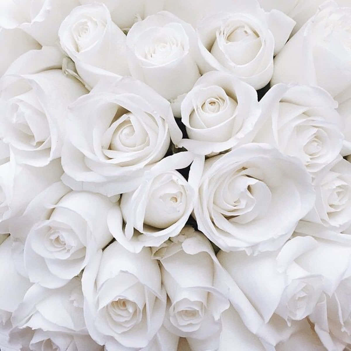 A Beautiful White Rose With Its Petals Open, Perfect Representation Of Purity And Peace. Wallpaper