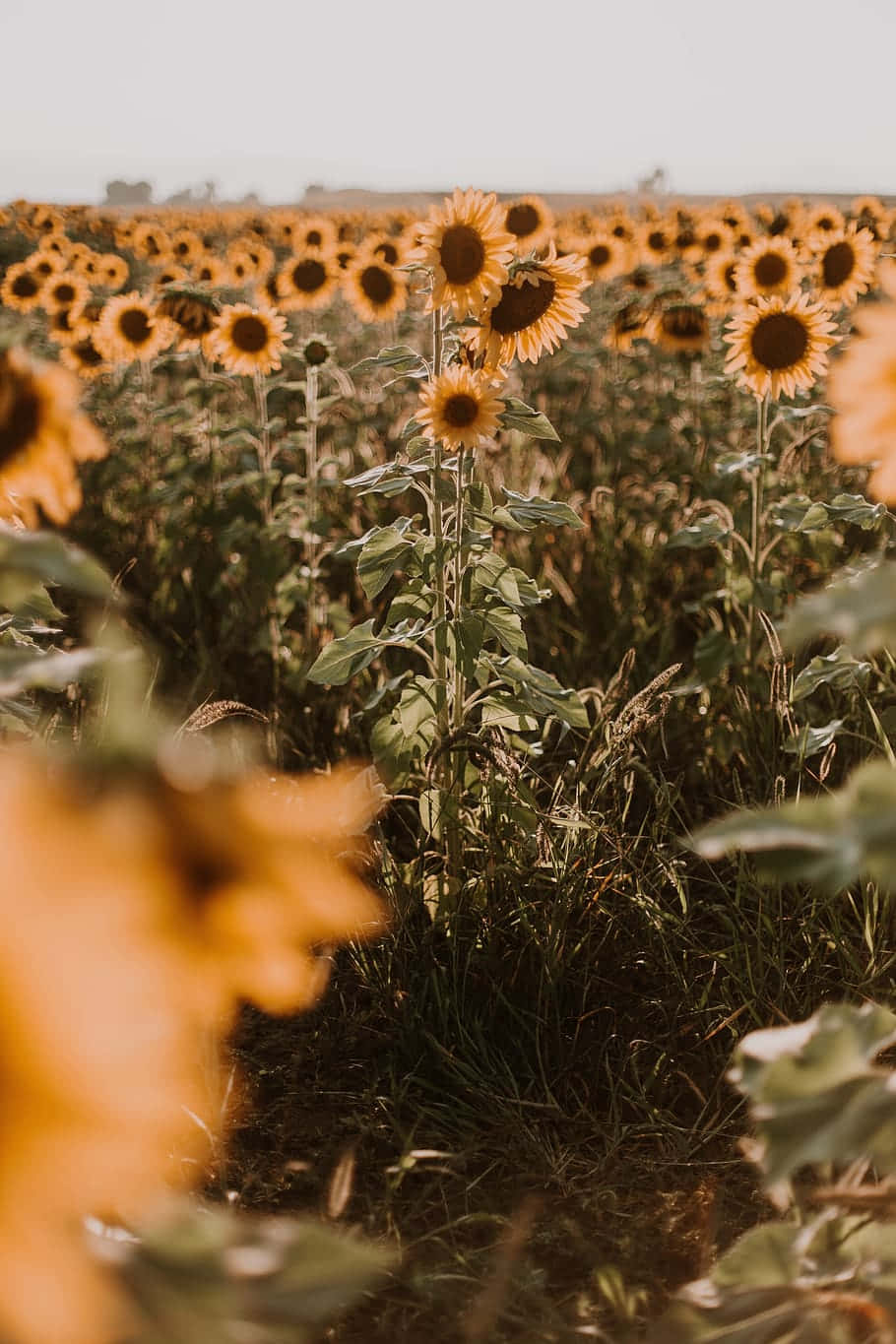 A Beautiful Yellow Sunflower Blooms In The Summer. Wallpaper