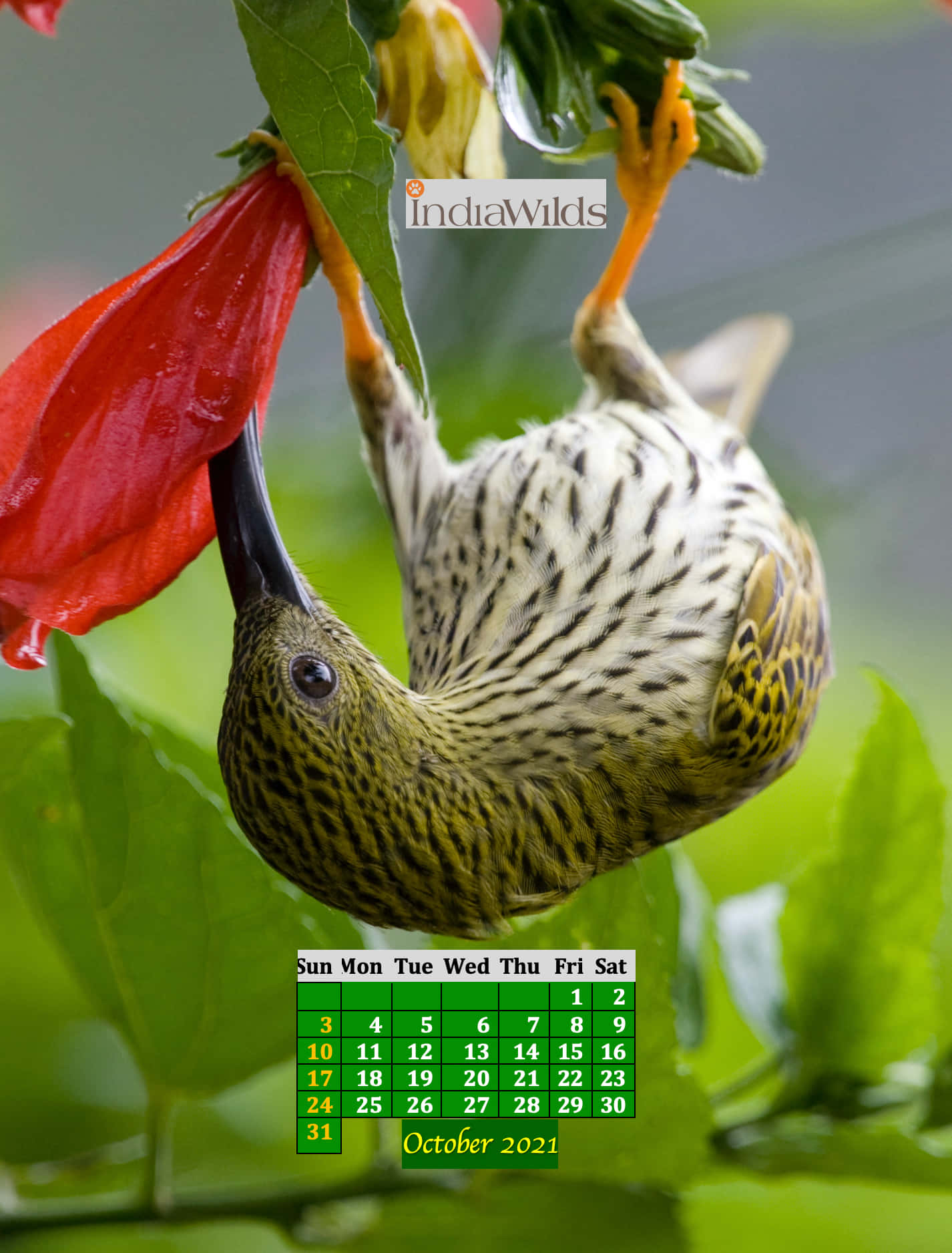 A Bird Is Hanging From A Flower Wallpaper