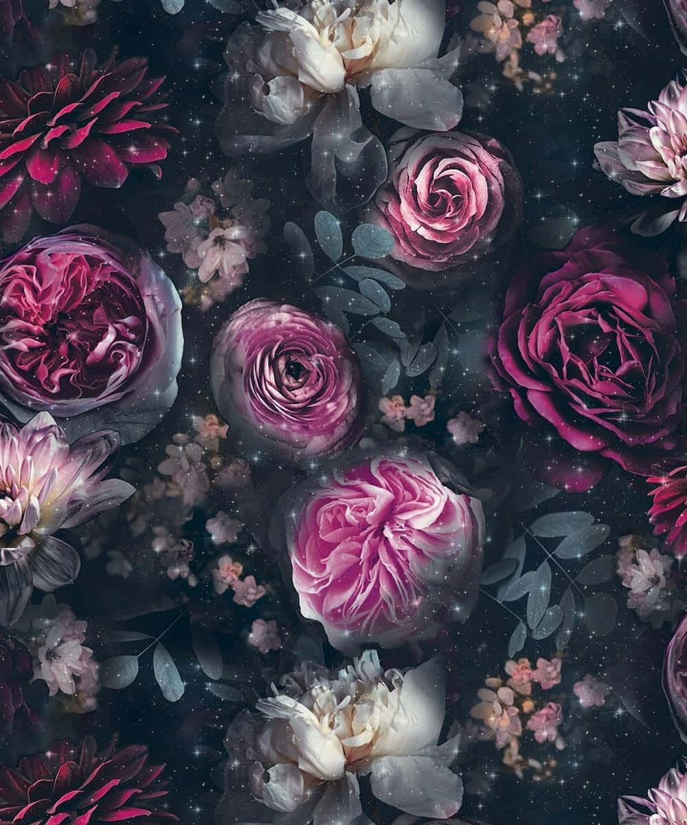 A Black And Pink Flower In Full Bloom In Nature Wallpaper