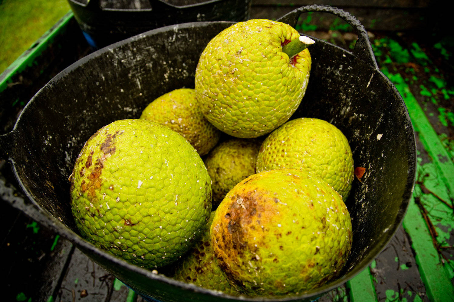 A Bowl Of Breadfruit Wallpaper