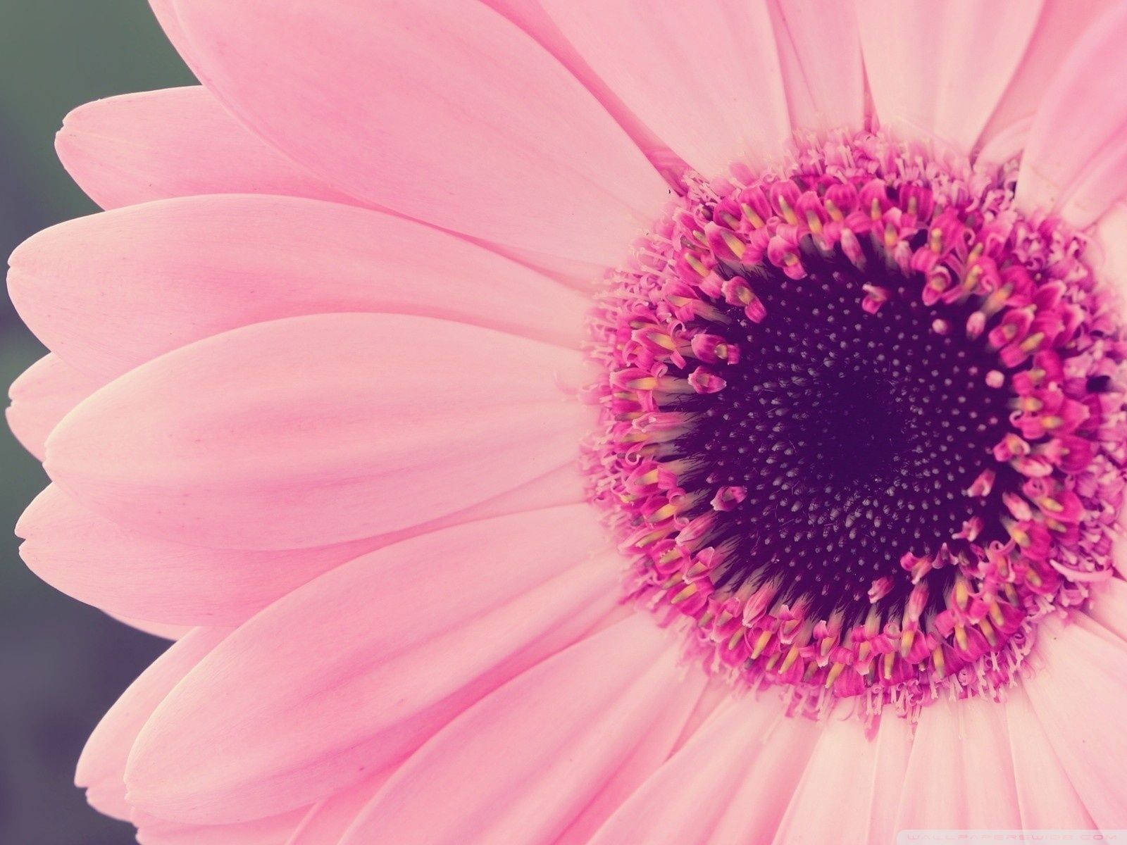 A Bright And Beautiful Sunflower In Pink Wallpaper