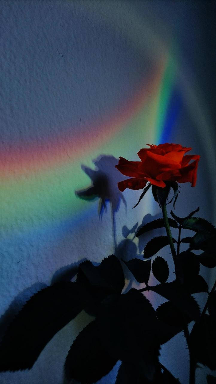 A Captivating Rainbow Red Rose Aesthetic Lockscreen Wallpaper