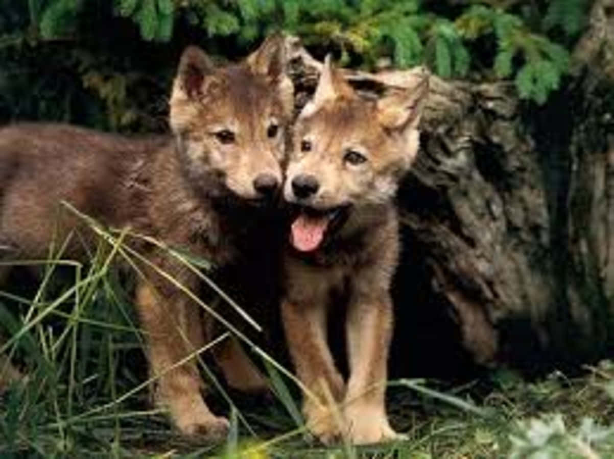 A Captivating Wolf Pup Exploring Nature Wallpaper