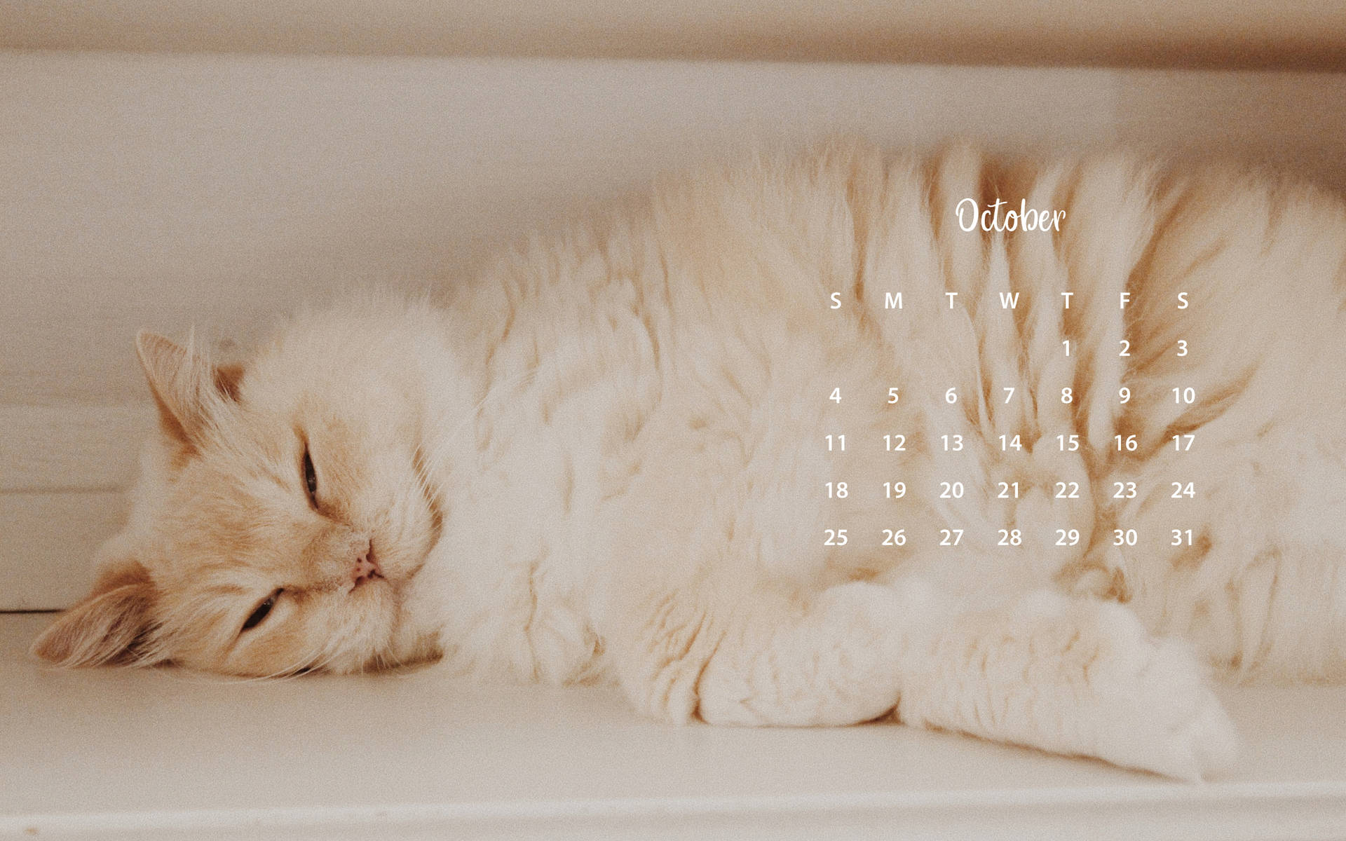 A Cat Is Sleeping On A Shelf Wallpaper