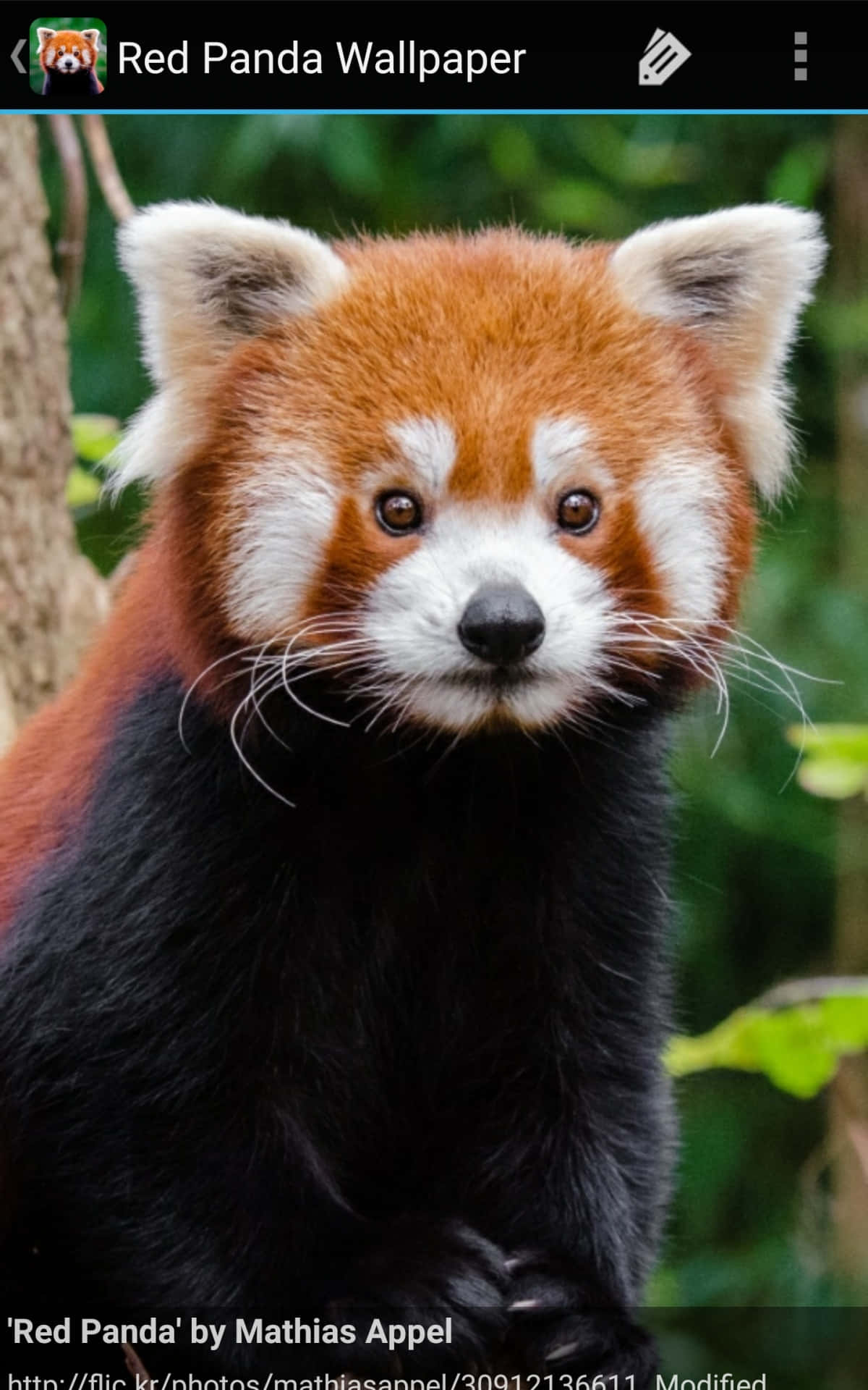 A Cheeky And Adorable Red Panda Takes A Moment To Relax And Enjoy The View! Wallpaper