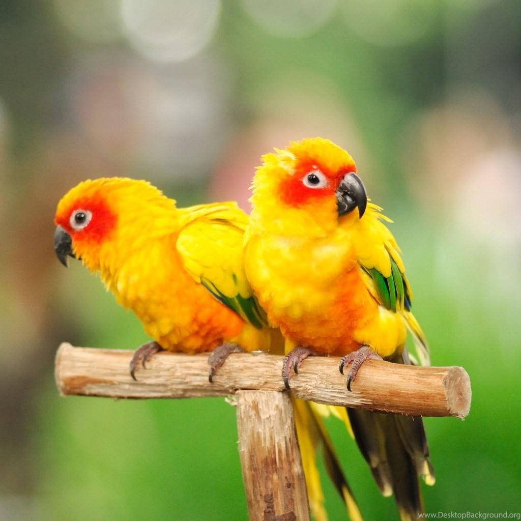 A Colorful Duo: Twin Conure Parrots With Blurry Backdrop Wallpaper