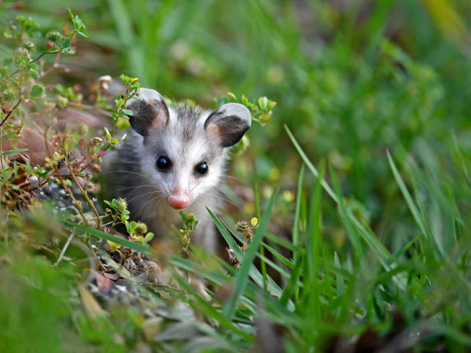 A Curious Opossum In Its Natural Habitat Wallpaper