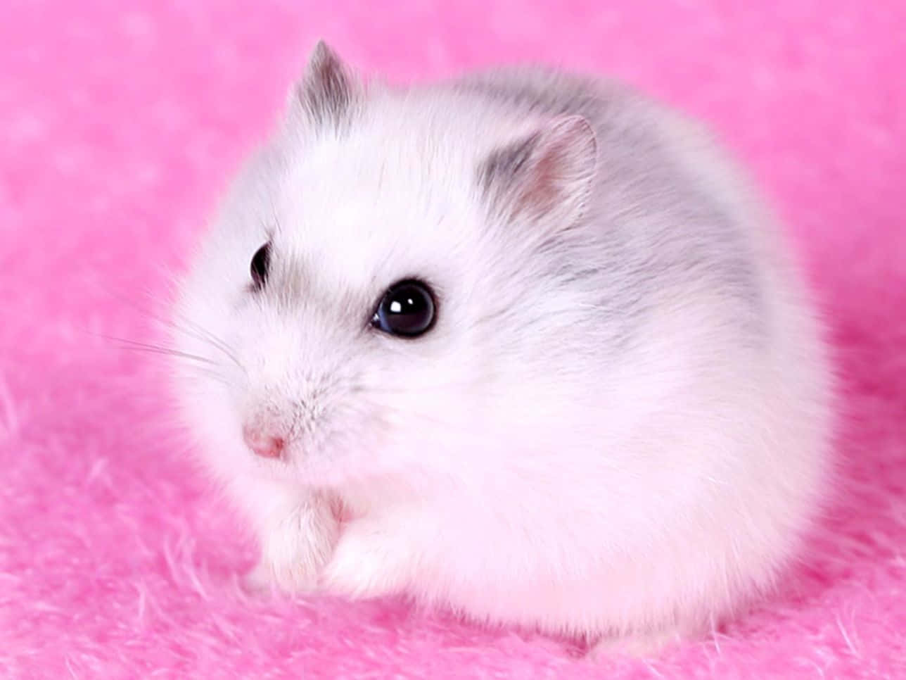 A Cute And Fluffy Hamster Looking Around. Wallpaper