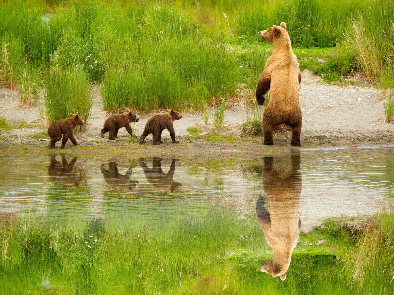 A Cute Brown Bear Sitting Content In A Forest Wallpaper