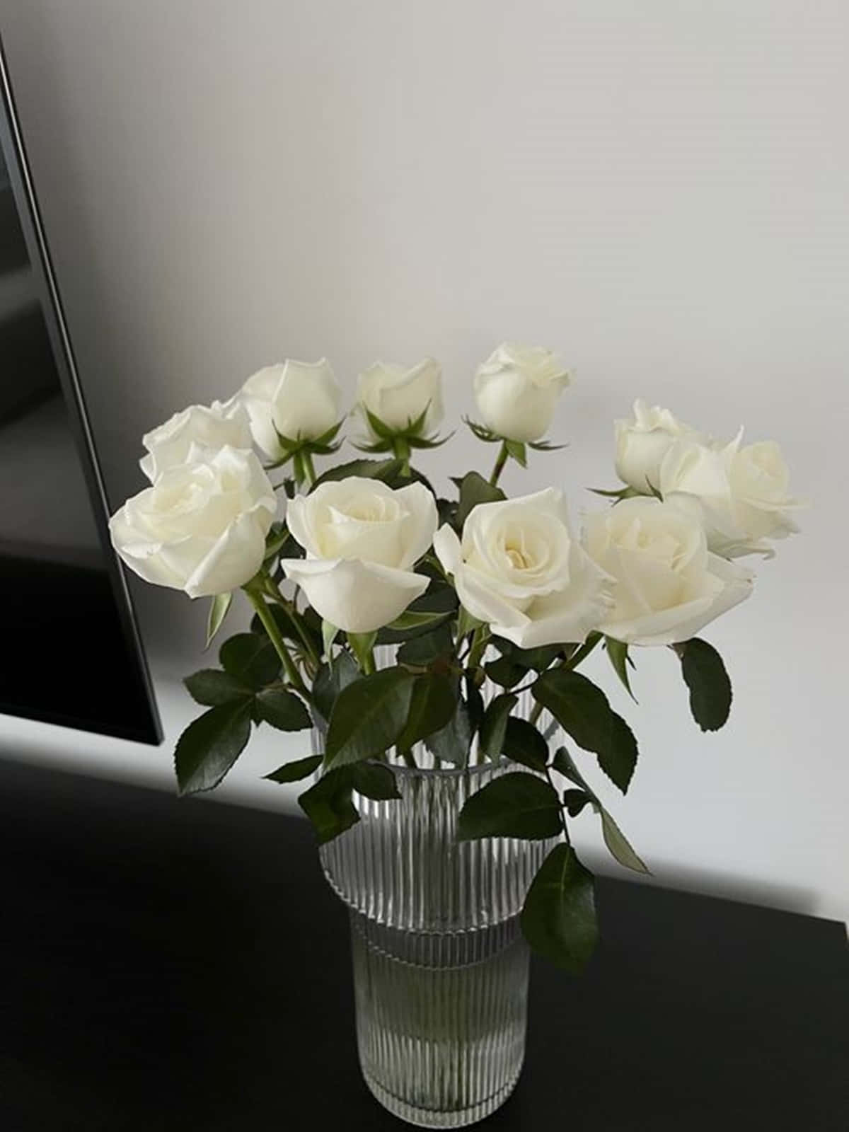 A Dainty White Rose Showing Its Beauty And Elegance. Wallpaper