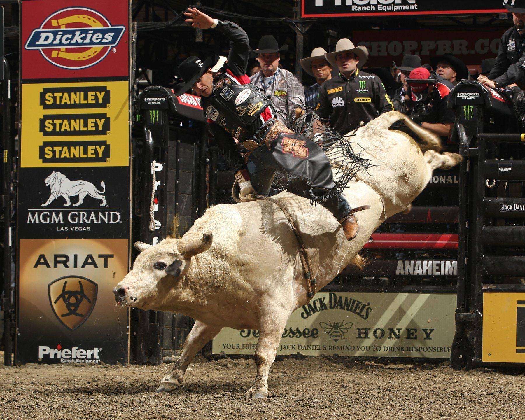 A Daredevil Bull Rider Shows Their Fearlessness And Skill Atop A Raging Bull. Wallpaper