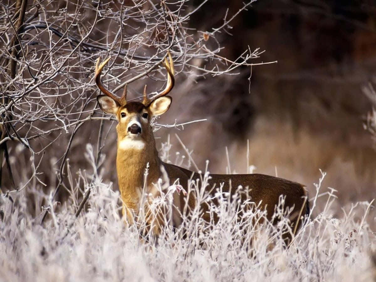 A Deer Stands In A Field With Frosty Grass Wallpaper