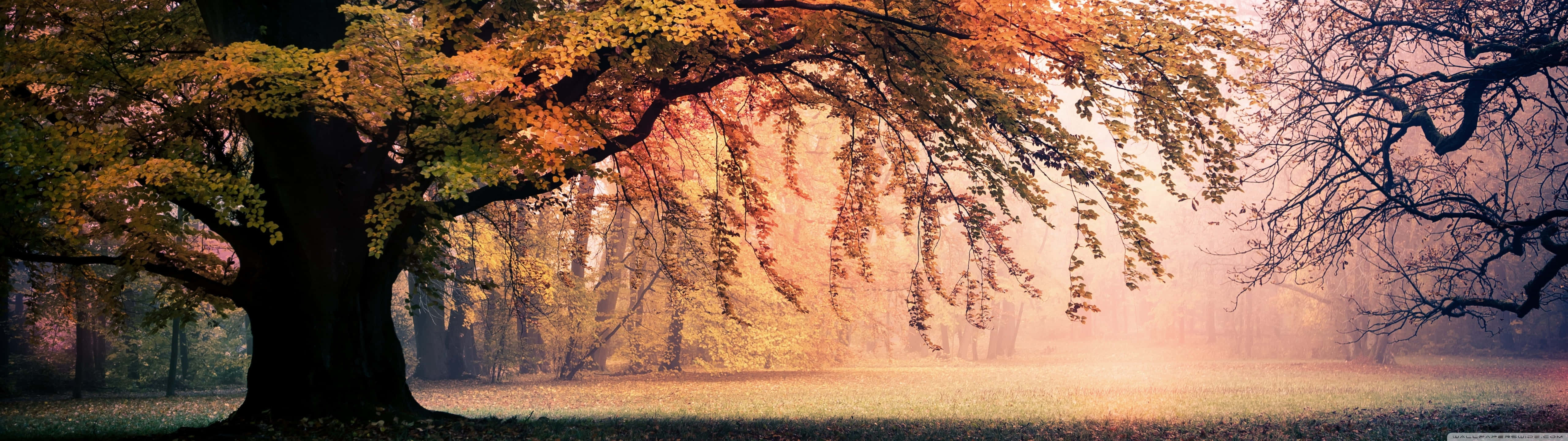 A Foggy Scene With Trees And A Fog Wallpaper