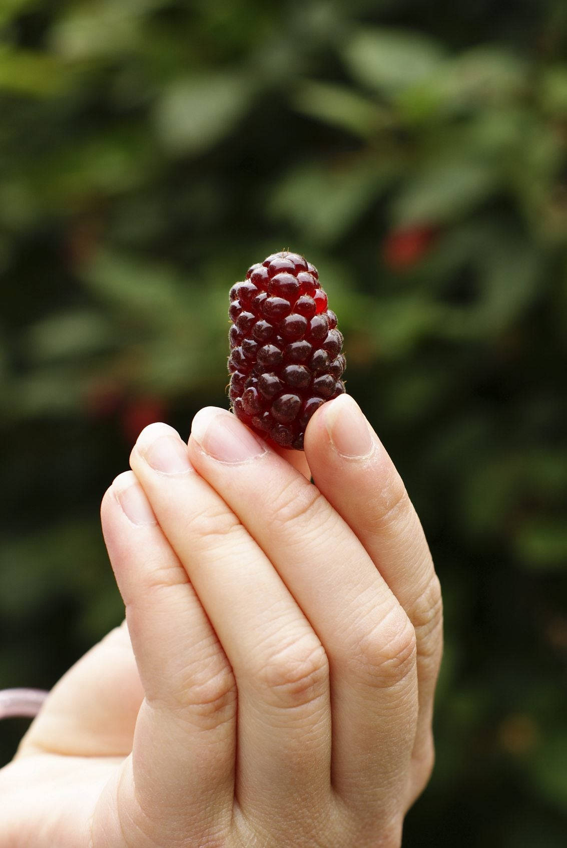 A Fresh Handful Of Loganberries Wallpaper