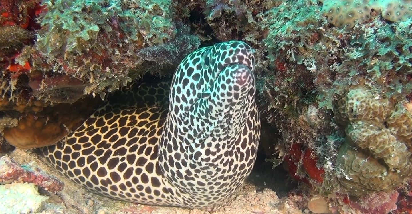 A Glimpse Into The Deep: Majestic Moray Eel Wallpaper