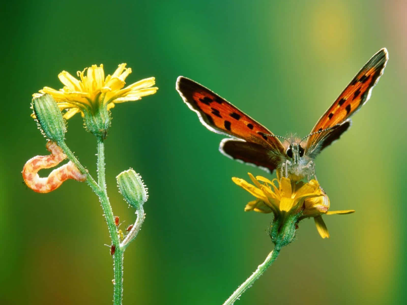 A Gorgeous Butterfly Perched Atop A Computer Screen Wallpaper