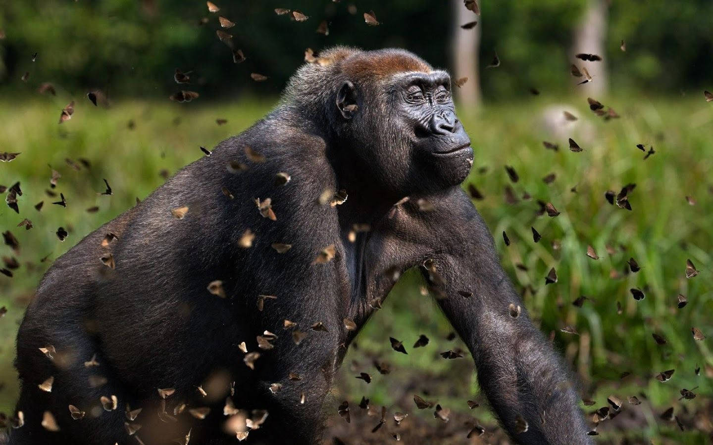 A Gorilla Is Walking Through A Field With Butterflies Wallpaper