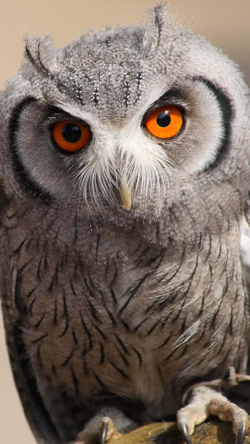 A Gray Owl With Orange Eyes Is Sitting On A Branch Wallpaper