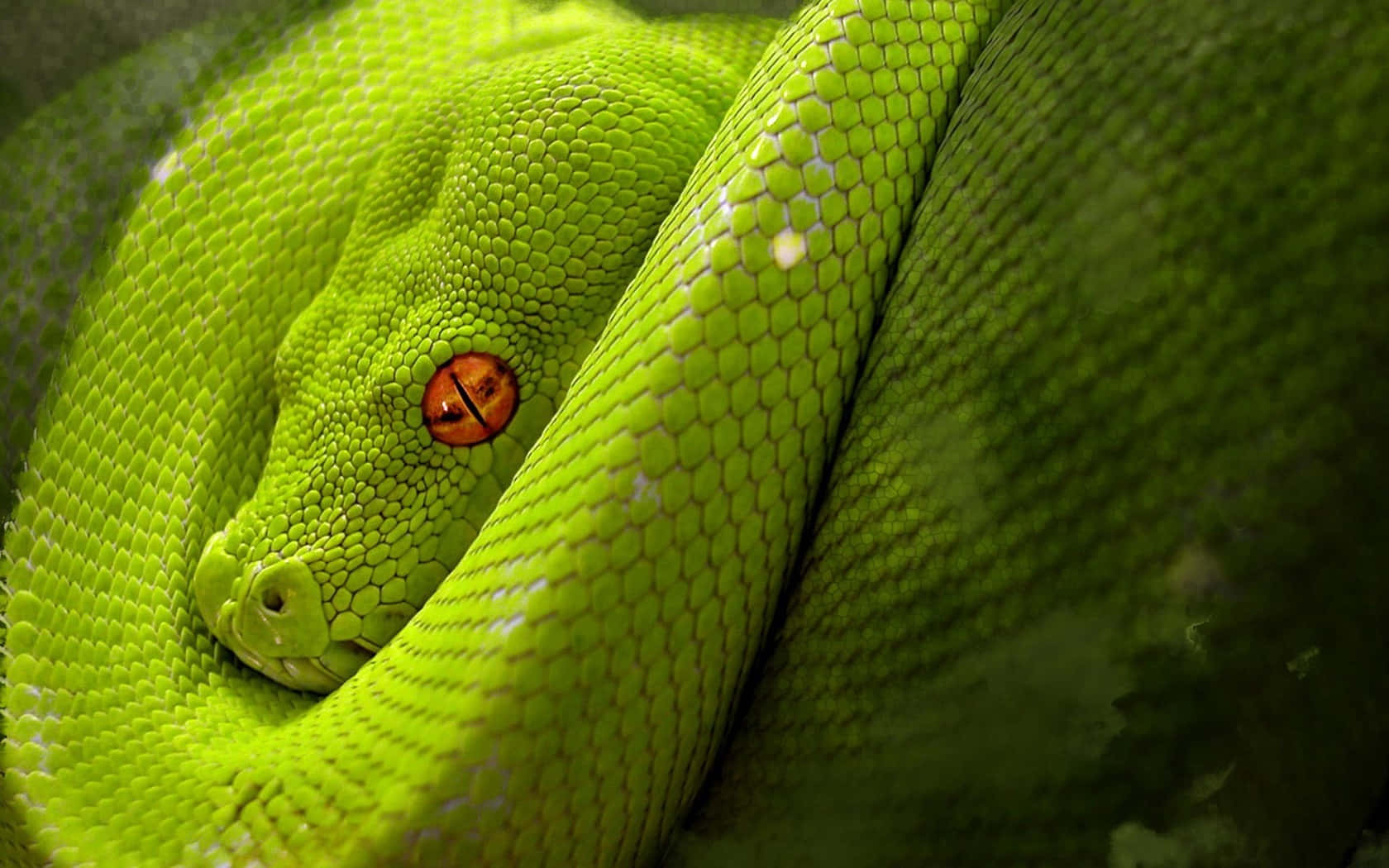 A Green Snake With Red Eyes Is Curled Up Wallpaper
