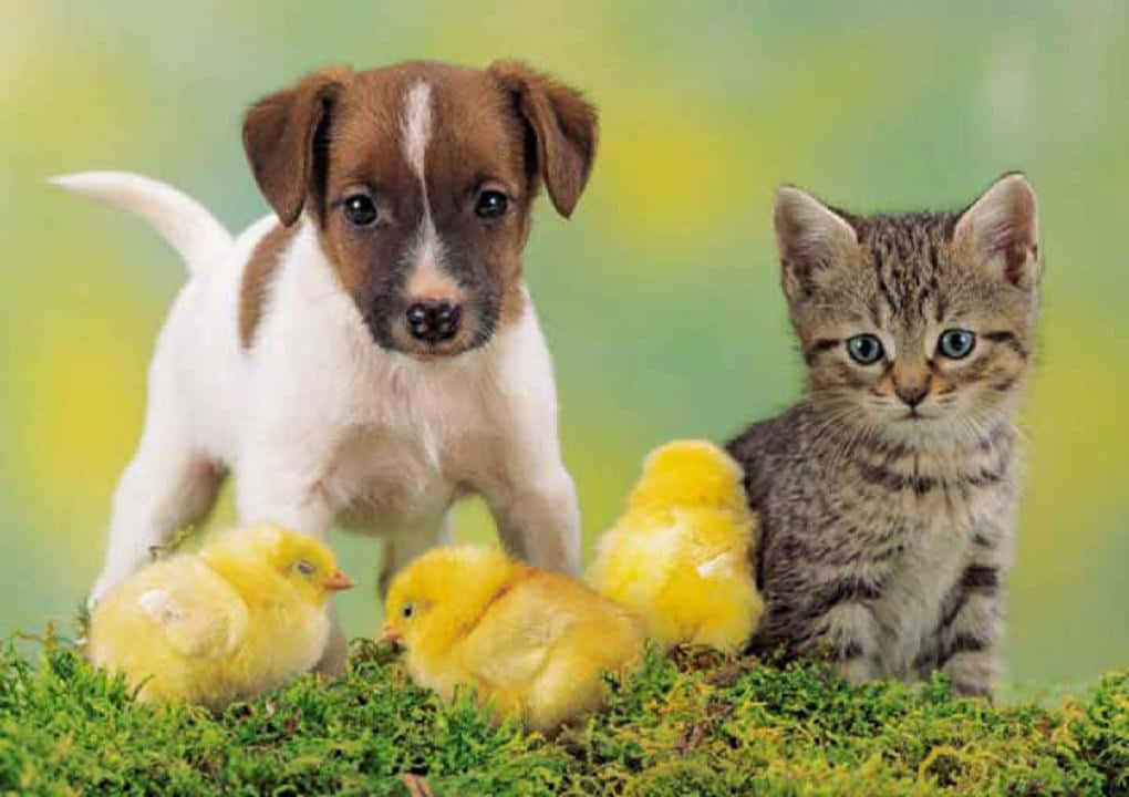 A Kitten, Puppy And Chicks Are Standing On Grass Wallpaper