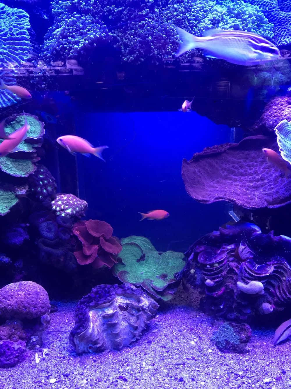 A Large Aquarium With Many Different Fish Wallpaper