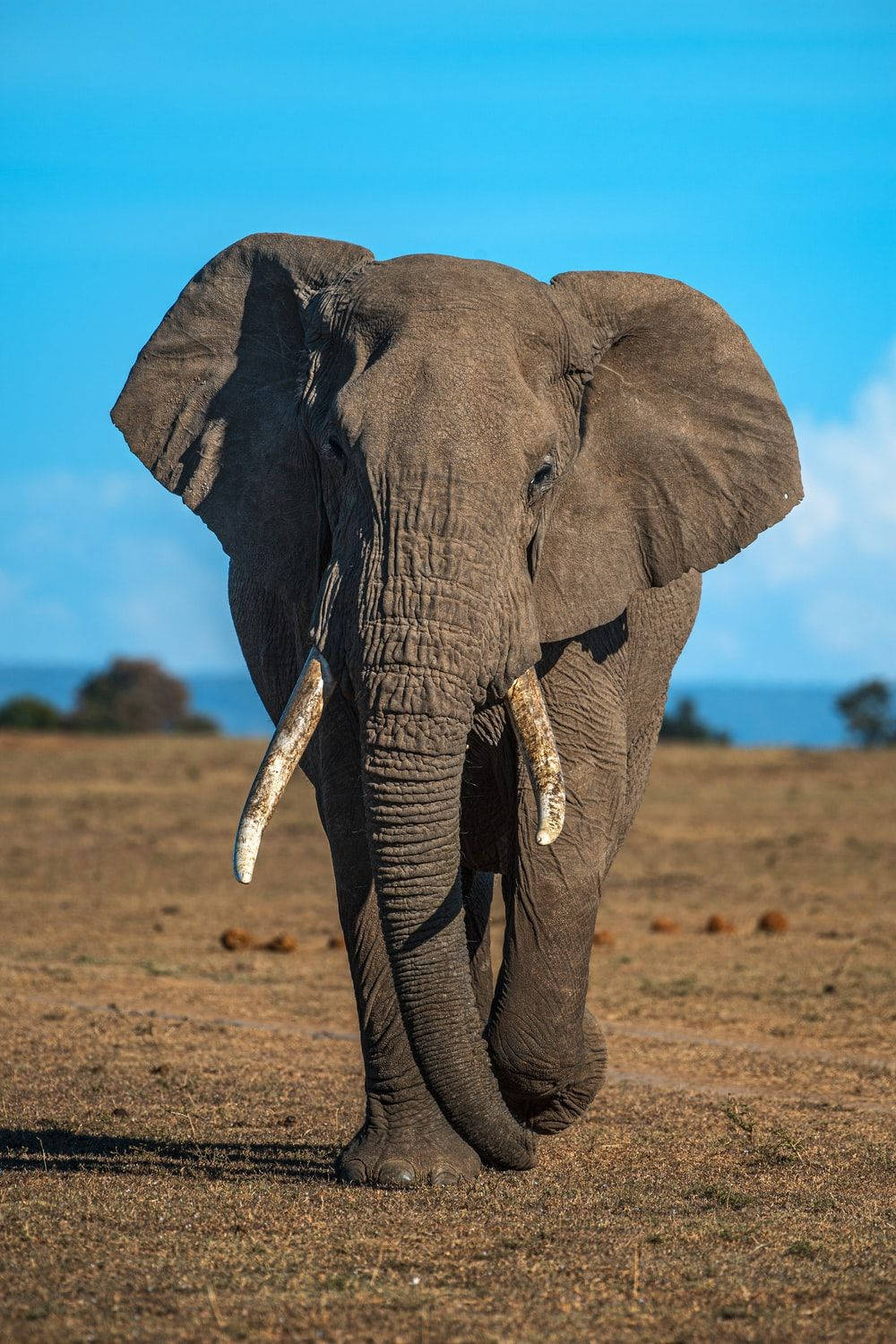 A Large Elephant Walking Wallpaper