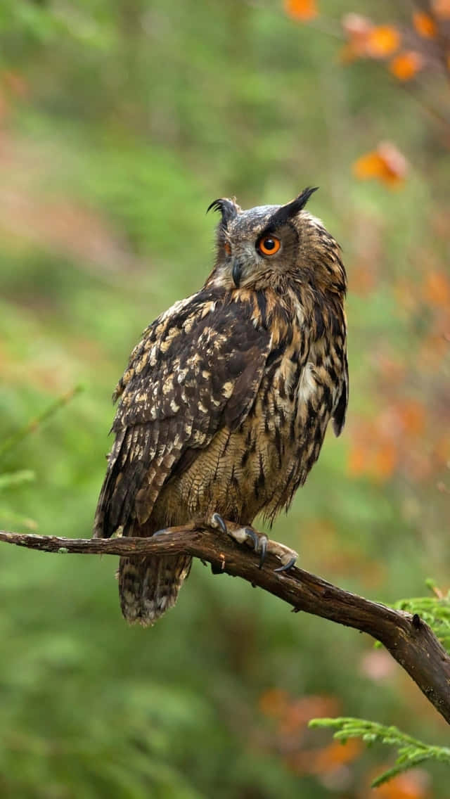 A Large Owl Is Sitting On A Branch In The Forest Wallpaper
