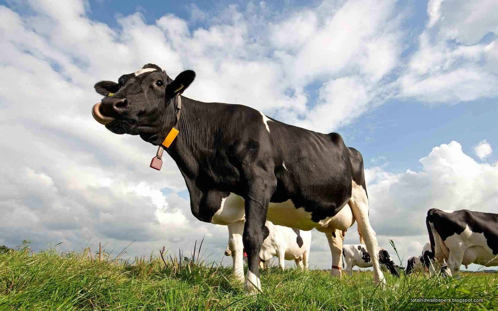A Majestic Black Cow Wearing A Yellow Tag Wallpaper