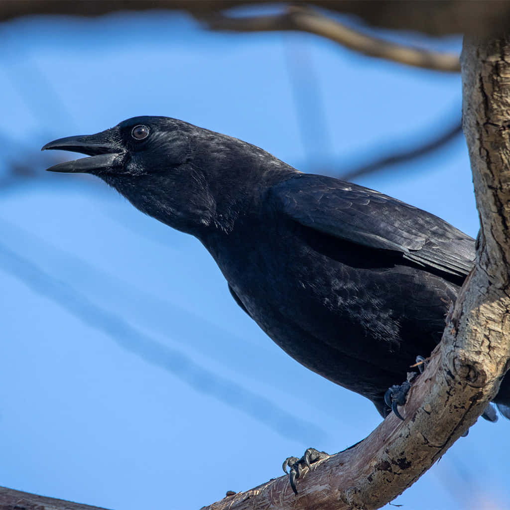 A Majestic Crow On Winter Snow Wallpaper