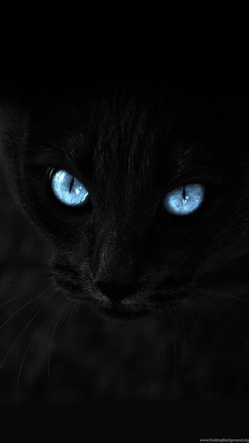 A Majestic Dark Cat With Blue Eyes For Your Iphone. Wallpaper