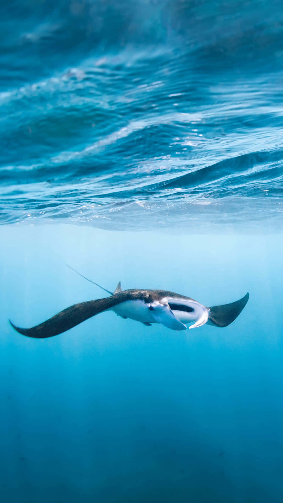 A Majestic Manta Ray Gliding Through The Serene Deep Blue Sea Wallpaper