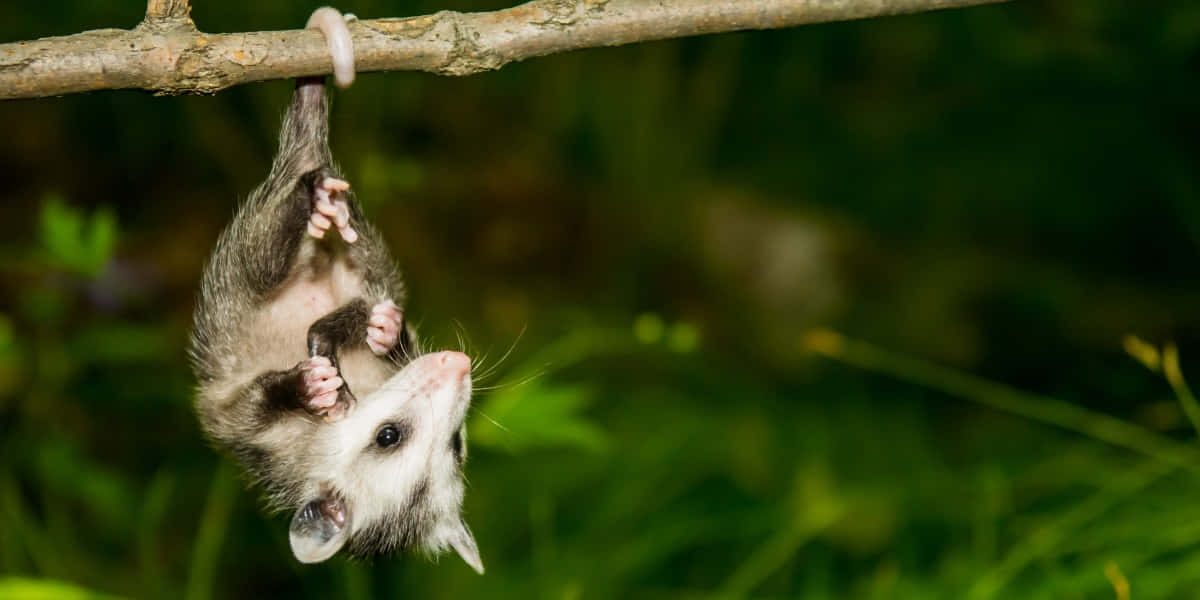 A Majestic Opossum Gracing The Wilderness Wallpaper