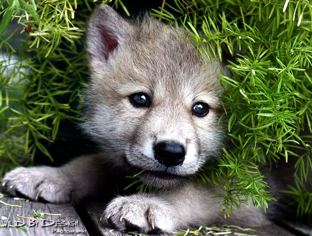 A Majestic Pretty Wolf Standing Under A Blanket Of Stars Wallpaper