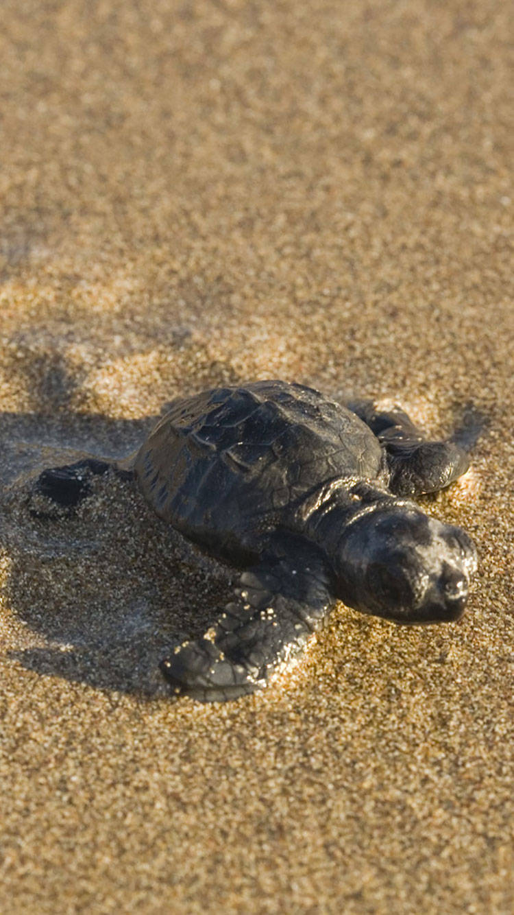 A Majestic Sea Turtle Swims Through The Crystal Clear Ocean Waters. Wallpaper