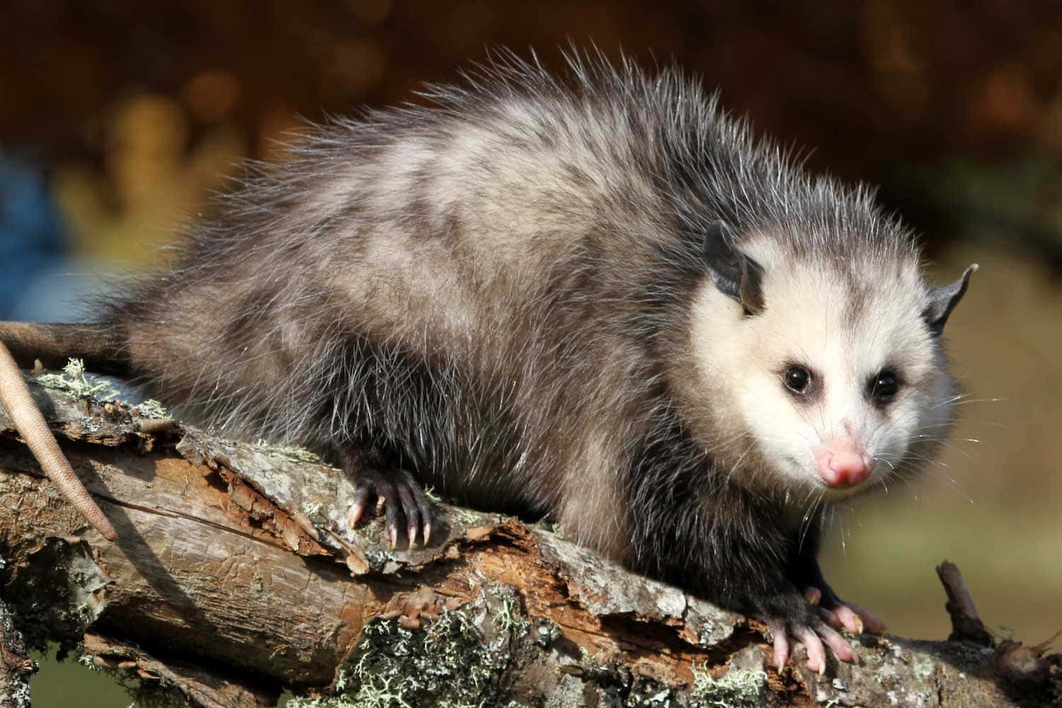 A Momma Opossum Carrying Babies On Her Back Wallpaper