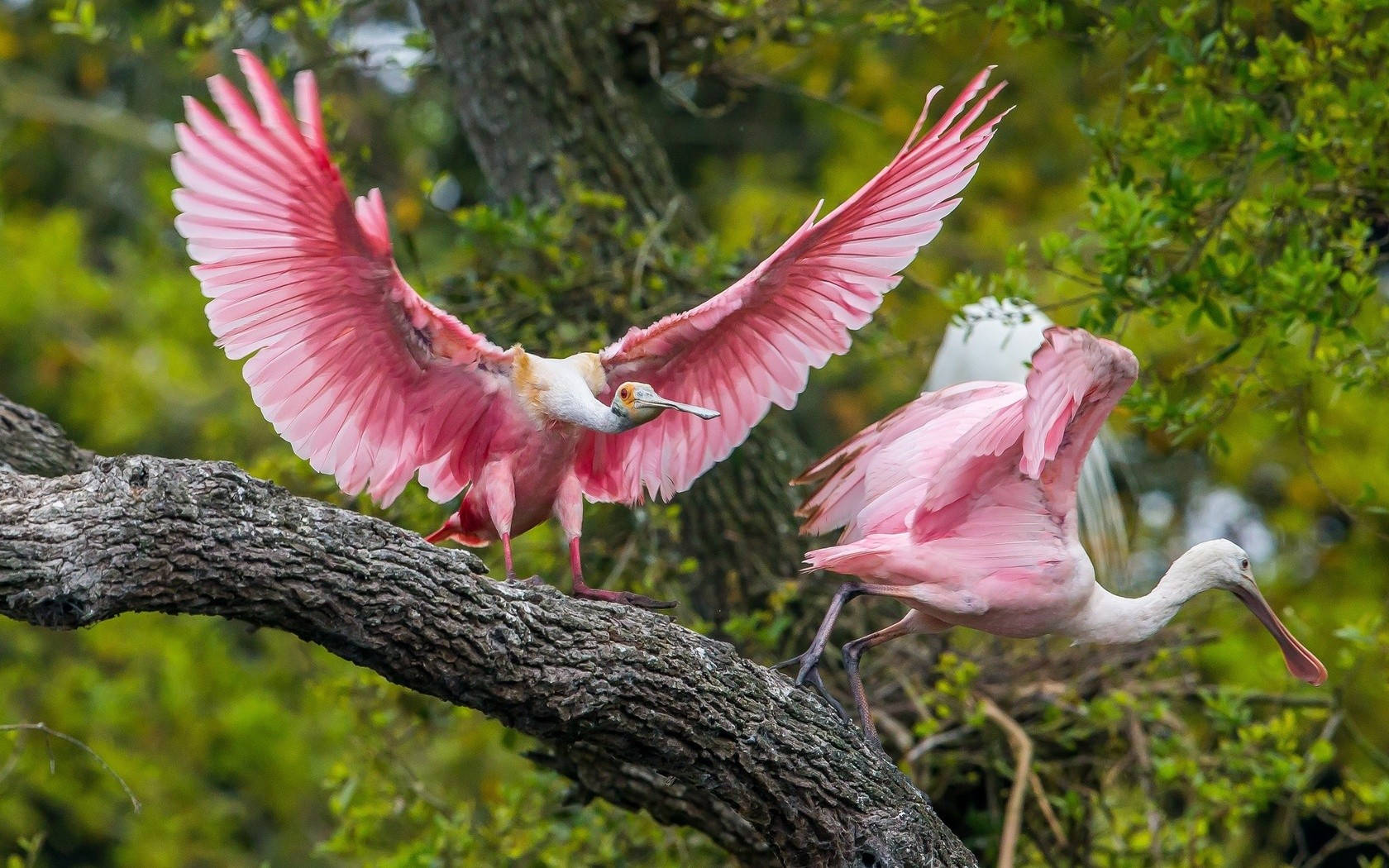 A Pair Of Pink Love Birds In A Blissful Moment Wallpaper