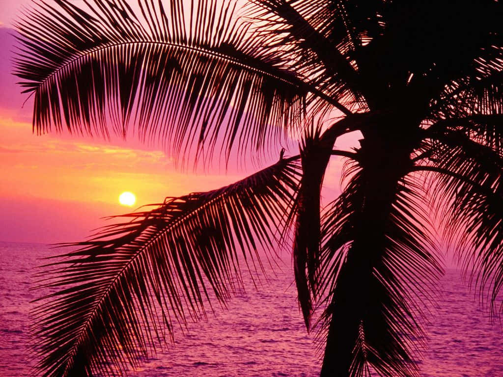 A Palm Tree Is Silhouetted Against The Sunset Wallpaper