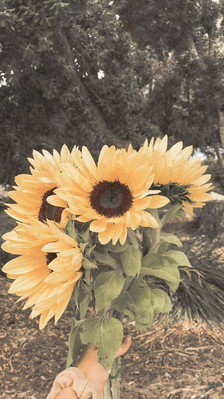 A Person Holding A Bouquet Of Sunflowers Wallpaper