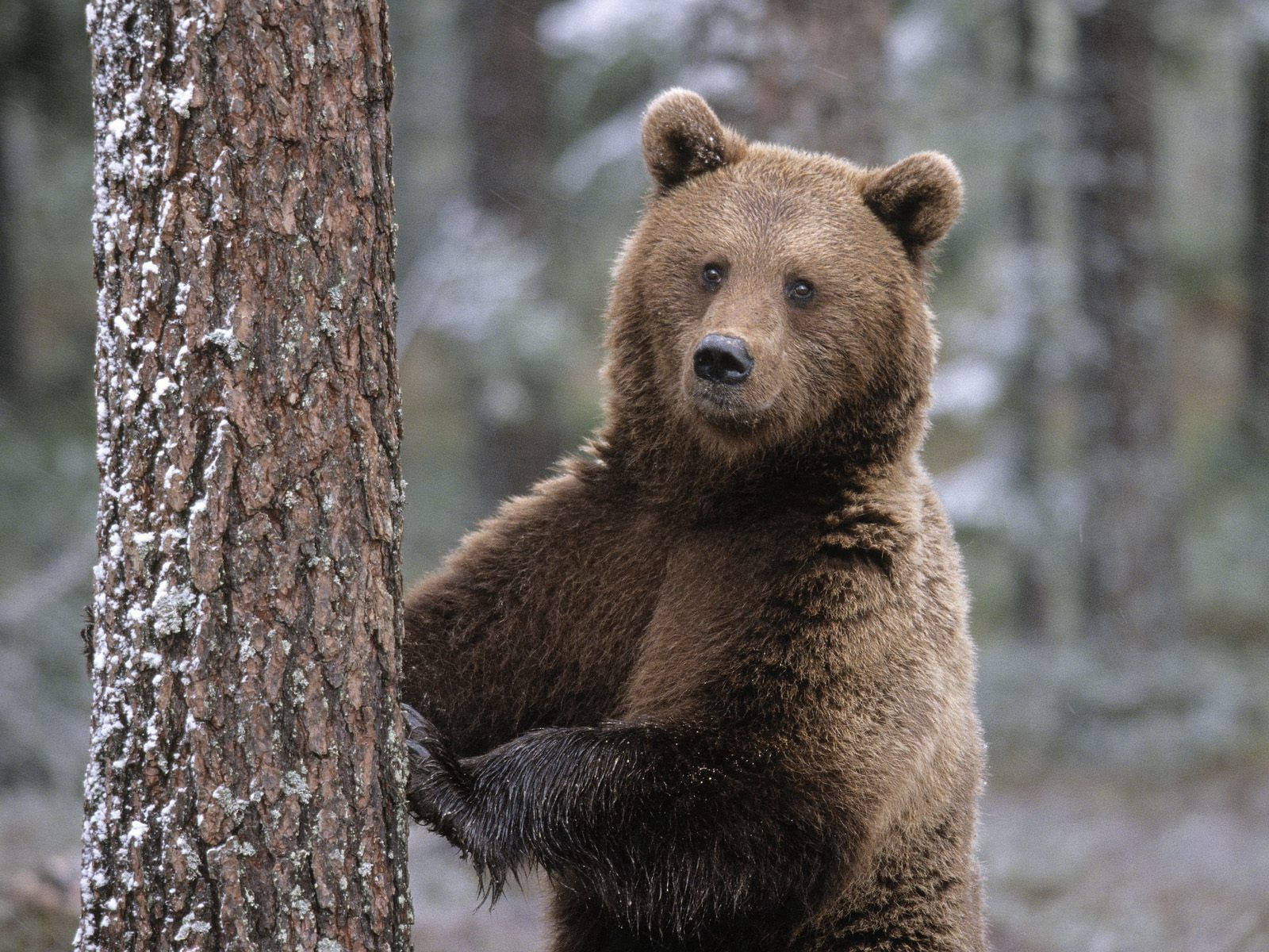 A Photograph Of A Brown Bear Blending Into Its Environment Wallpaper