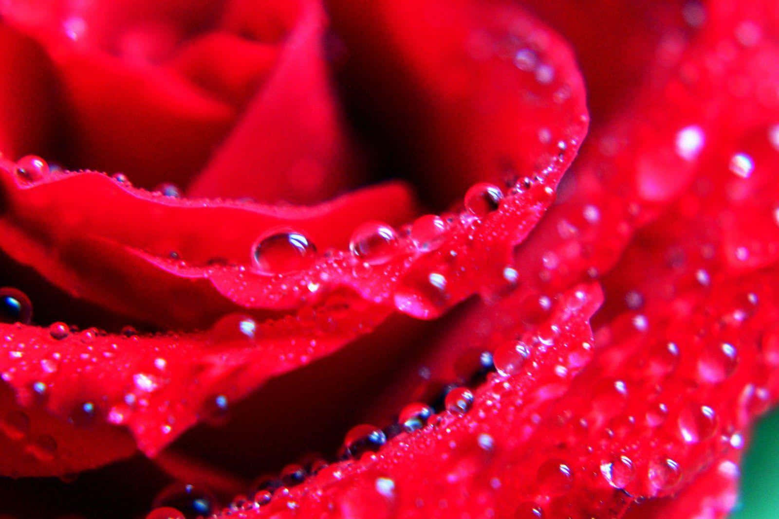 A Picturesque Bouquet Of Vibrant, Beautiful Roses Wallpaper