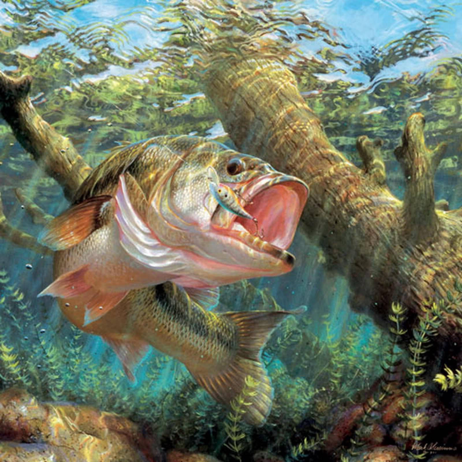 A Pinkish Largemouth Bass Wallpaper