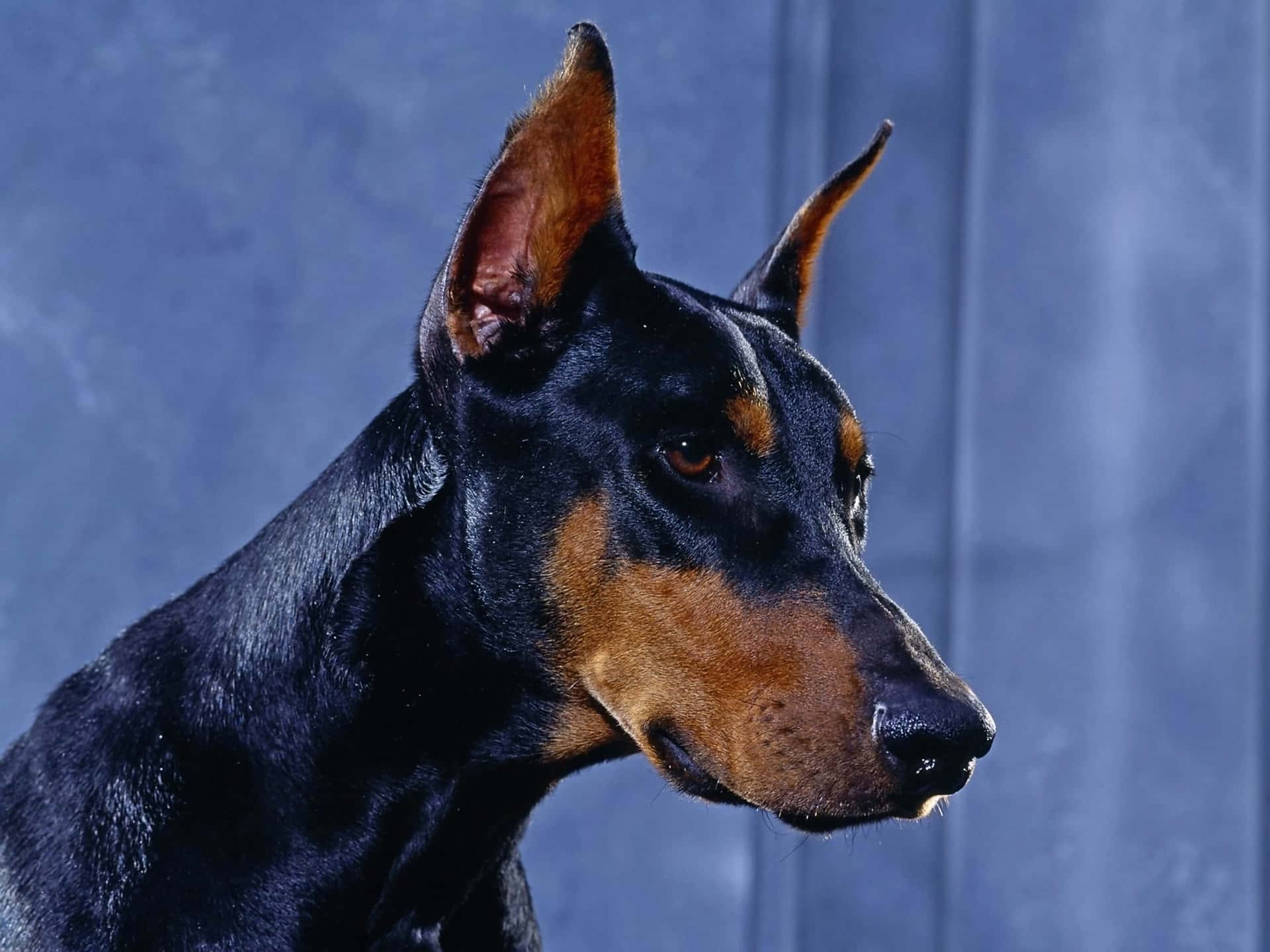 A Powerful Doberman Wallpaper