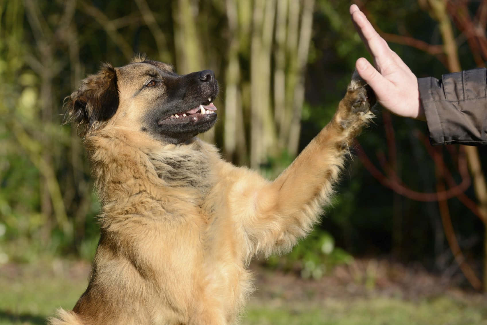 A Professional Dog Trainer With His Obedient Golden Retriever Wallpaper