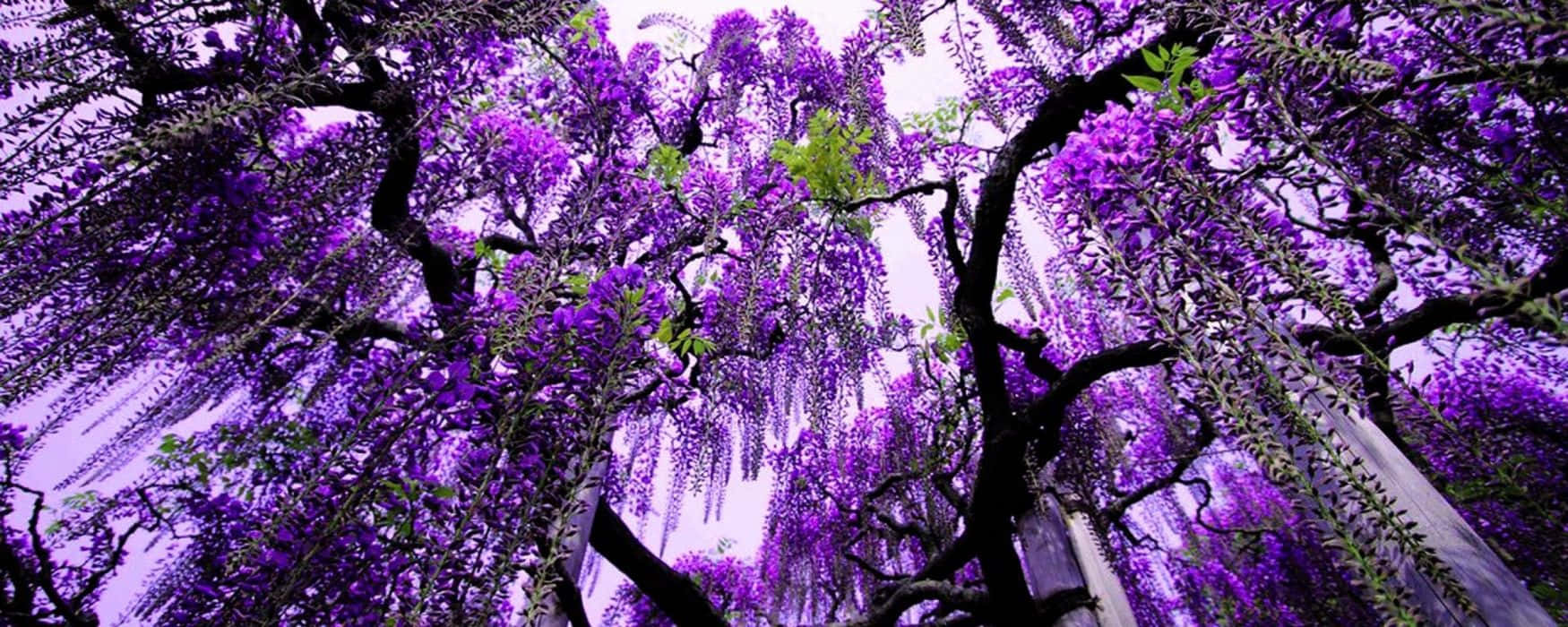 A Purple Tree With Purple Flowers Wallpaper