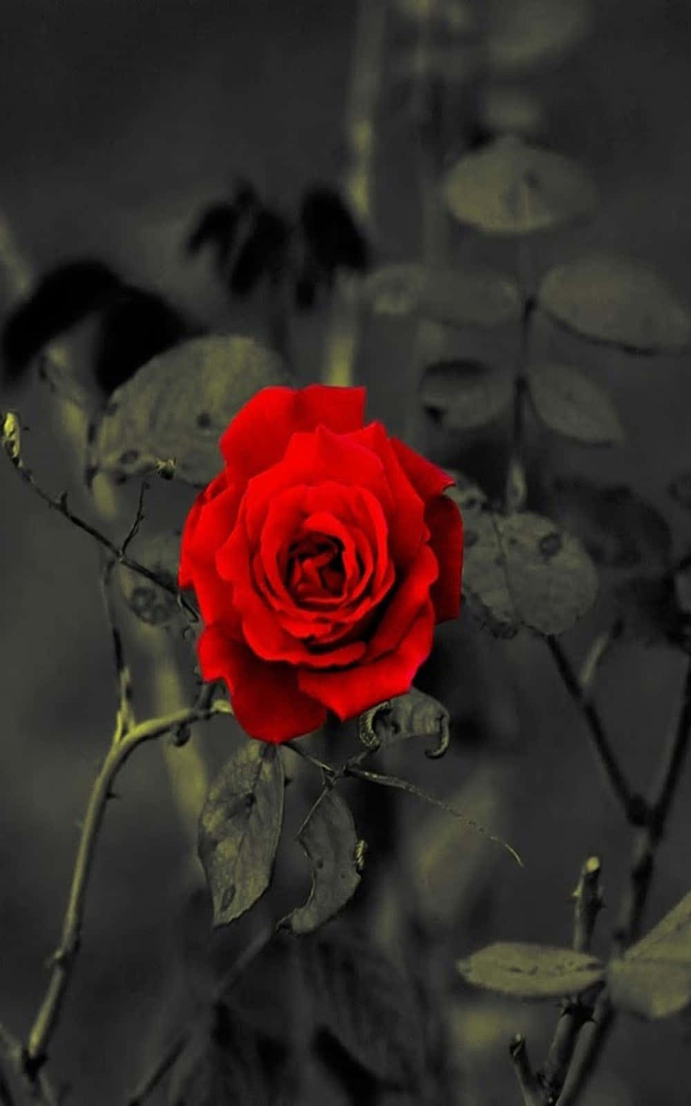 A Red Rose In Black And White Wallpaper