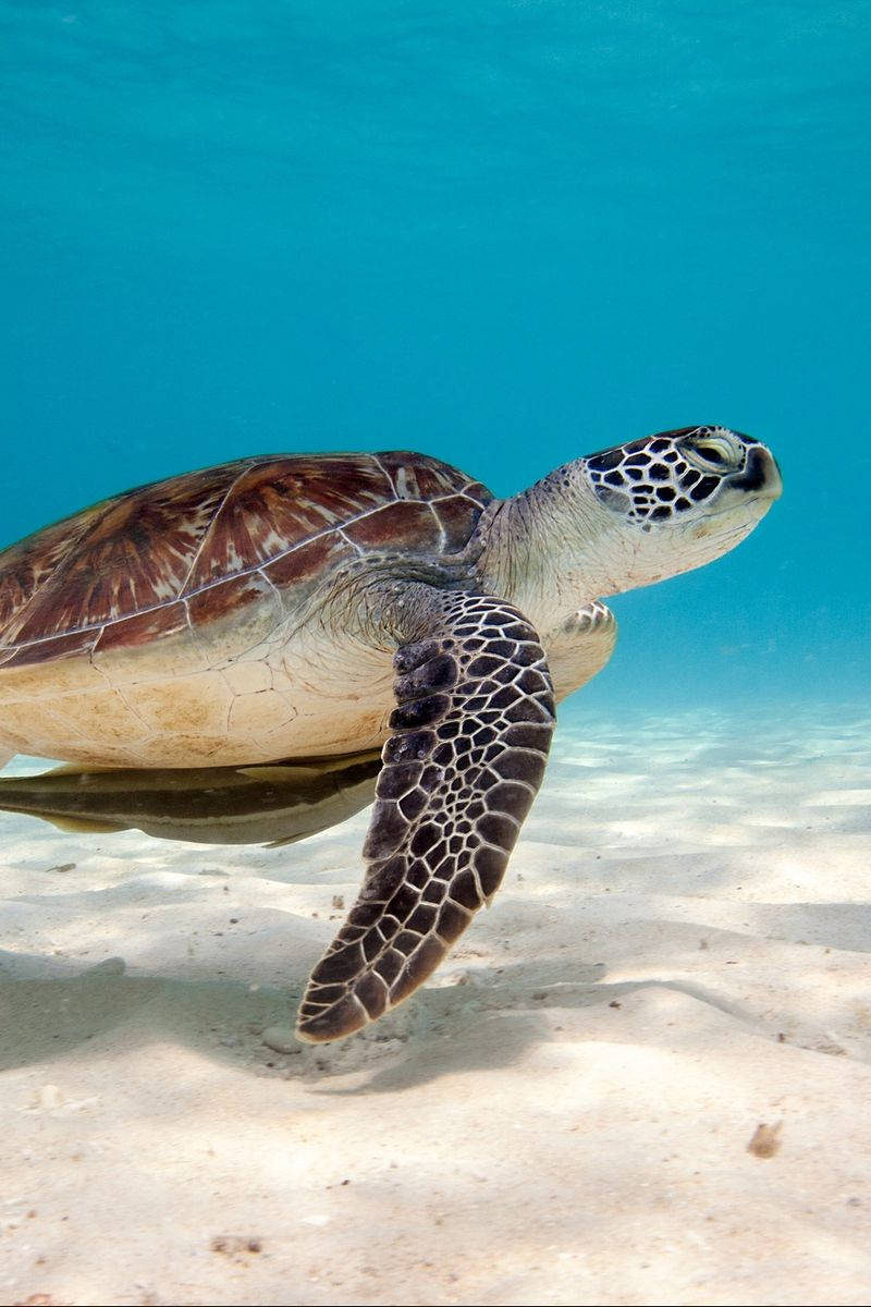 A Sea Turtle Swims Close To The Surface In Tropical Blue Waters Wallpaper