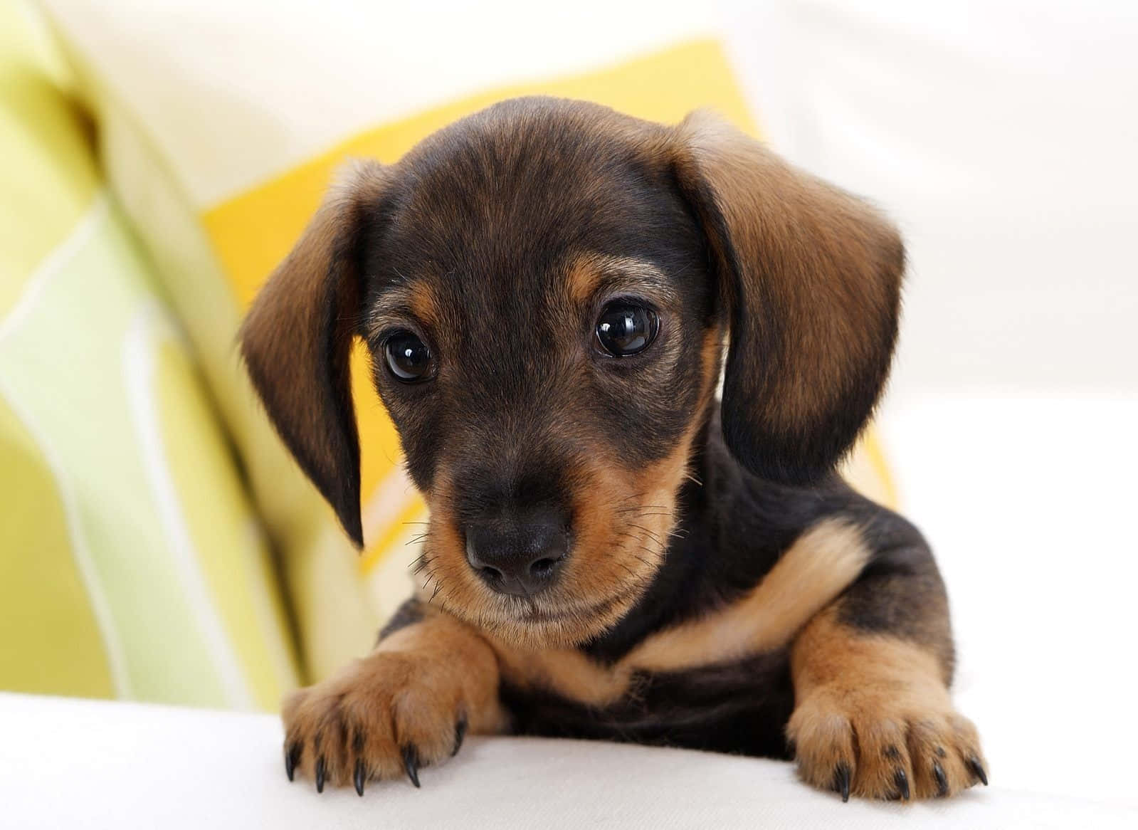 A Small Black And Brown Puppy Is Sitting On A Couch Wallpaper