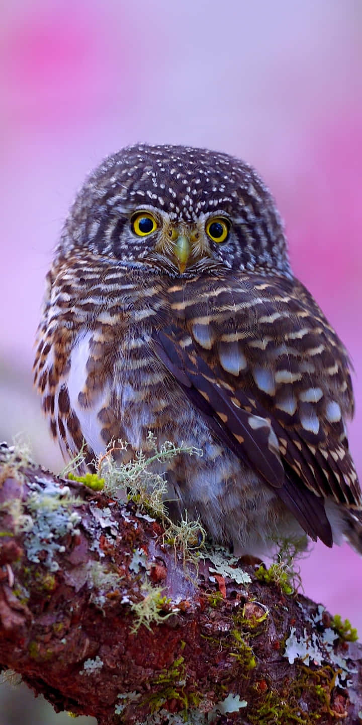A Small Owl Is Sitting On A Branch With Pink Flowers Wallpaper